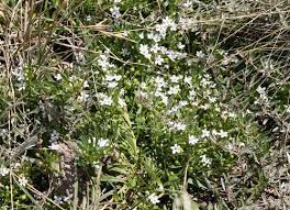 מיאופורון קטן עלים בינוני